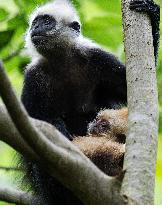 CHINA-GUANGXI-CHONGZUO-WHITE-HEADED LANGURS (CN)