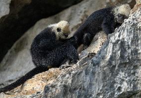 CHINA-GUANGXI-CHONGZUO-WHITE-HEADED LANGURS (CN)