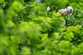 CHINA-GUANGXI-CHONGZUO-WHITE-HEADED LANGURS (CN)