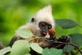 CHINA-GUANGXI-CHONGZUO-WHITE-HEADED LANGURS (CN)