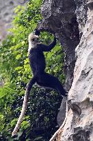 CHINA-GUANGXI-CHONGZUO-WHITE-HEADED LANGURS (CN)