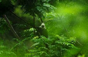 CHINA-GUANGXI-CHONGZUO-WHITE-HEADED LANGURS (CN)