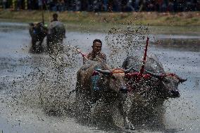 Water Buffalo Racing Festival 2023.