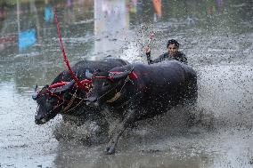 Water Buffalo Racing Festival 2023.