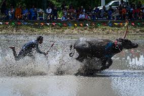 Water Buffalo Racing Festival 2023.