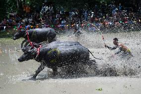 Water Buffalo Racing Festival 2023.