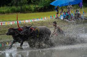 Water Buffalo Racing Festival 2023.