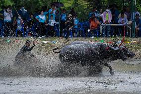 Water Buffalo Racing Festival 2023.