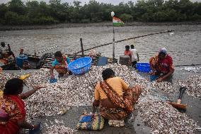 Daily Life In Fraserganj Fishing Harbour, West Bengal, India