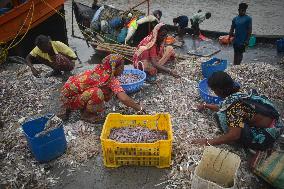 Daily Life In Fraserganj Fishing Harbour, West Bengal, India