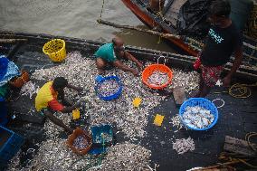 Daily Life In Fraserganj Fishing Harbour, West Bengal, India