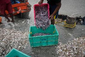 Daily Life In Fraserganj Fishing Harbour, West Bengal, India