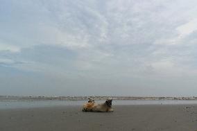 Sea Pollution At Bakkhali Sea Beach In West Bengal