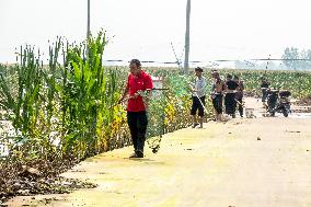 Farmers Fish in A Flooded Corn Field in Xinxiang, China