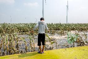 Farmers Fish in A Flooded Corn Field in Xinxiang, China