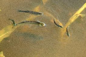 Farmers Fish in A Flooded Corn Field in Xinxiang, China