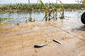 Farmers Fish in A Flooded Corn Field in Xinxiang, China