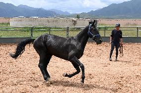 CHINA-GANSU-SHANDAN HORSE (CN)