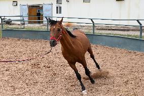 CHINA-GANSU-SHANDAN HORSE (CN)