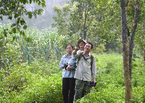 CHINA-GUANGXI-CHONGZUO-WHITE-HEADED LANGURS-PROTECTION (CN)