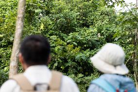 CHINA-GUANGXI-CHONGZUO-WHITE-HEADED LANGURS-PROTECTION (CN)