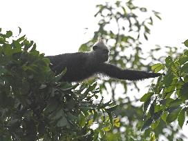 CHINA-GUANGXI-CHONGZUO-WHITE-HEADED LANGURS-PROTECTION (CN)