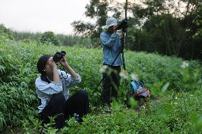 CHINA-GUANGXI-CHONGZUO-WHITE-HEADED LANGURS-PROTECTION (CN)