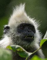 CHINA-GUANGXI-CHONGZUO-WHITE-HEADED LANGURS-PROTECTION (CN)