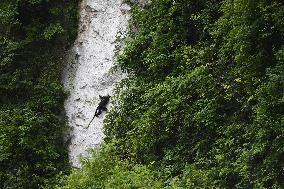 CHINA-GUANGXI-CHONGZUO-WHITE-HEADED LANGURS-PROTECTION (CN)