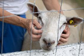 Animals at the Brigitte Bardot foundation shelter - Bazoches-sur-Guyonne