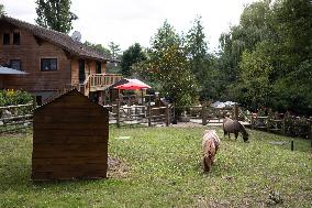 Animals at the Brigitte Bardot foundation shelter - Bazoches-sur-Guyonne