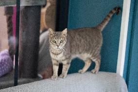 Animals at the Brigitte Bardot foundation shelter - Bazoches-sur-Guyonne