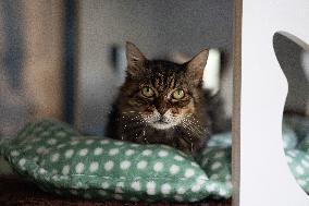 Animals at the Brigitte Bardot foundation shelter - Bazoches-sur-Guyonne