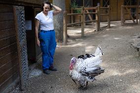 Animals at the Brigitte Bardot foundation shelter - Bazoches-sur-Guyonne