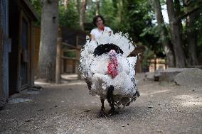 Animals at the Brigitte Bardot foundation shelter - Bazoches-sur-Guyonne