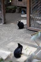 Animals at the Brigitte Bardot foundation shelter - Bazoches-sur-Guyonne