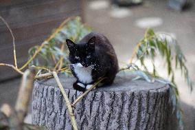 Animals at the Brigitte Bardot foundation shelter - Bazoches-sur-Guyonne