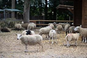 Animals at the Brigitte Bardot foundation shelter - Bazoches-sur-Guyonne