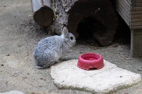 Animals at the Brigitte Bardot foundation shelter - Bazoches-sur-Guyonne