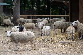 Animals at the Brigitte Bardot foundation shelter - Bazoches-sur-Guyonne