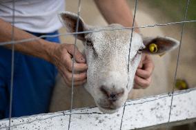 Animals at the Brigitte Bardot foundation shelter - Bazoches-sur-Guyonne