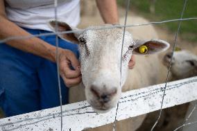 Animals at the Brigitte Bardot foundation shelter - Bazoches-sur-Guyonne