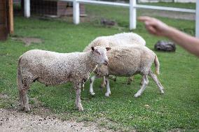 Animals at the Brigitte Bardot foundation shelter - Bazoches-sur-Guyonne