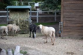 Animals at the Brigitte Bardot foundation shelter - Bazoches-sur-Guyonne