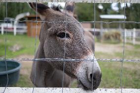 Animals at the Brigitte Bardot foundation shelter - Bazoches-sur-Guyonne