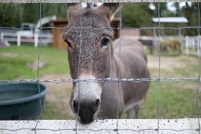 Animals at the Brigitte Bardot foundation shelter - Bazoches-sur-Guyonne