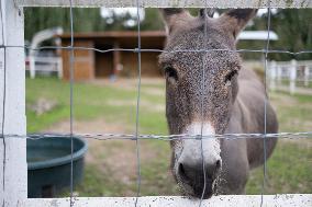 Animals at the Brigitte Bardot foundation shelter - Bazoches-sur-Guyonne