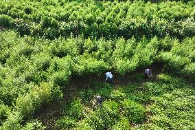 #CHINA-BEGINNING OF AUTUMN-FARMING (CN)