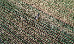 #CHINA-BEGINNING OF AUTUMN-FARMING (CN)