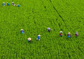 #CHINA-BEGINNING OF AUTUMN-FARMING (CN)